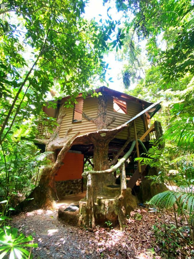 קייפ טריבוליישן Rainforest Hideaway מראה חיצוני תמונה