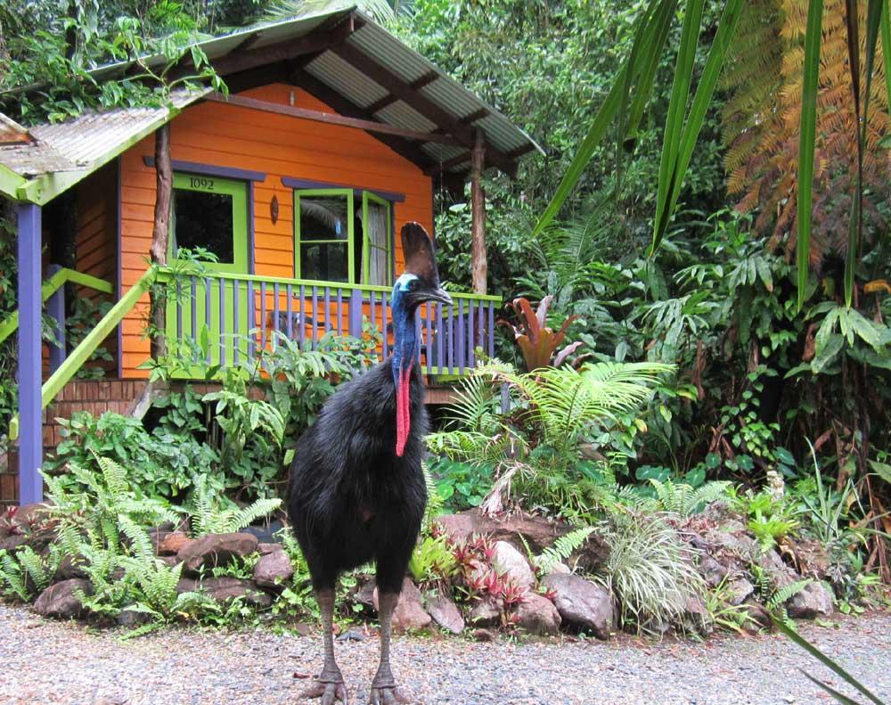 קייפ טריבוליישן Rainforest Hideaway מראה חיצוני תמונה
